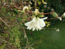 Lonicera_purpusii