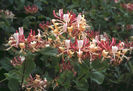 lonicera-caprifolium