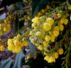 mahonia japonica 1
