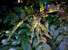mahonia japonica