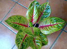 Moonlight3 aglaonema
