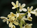 OsmanthusFragrant