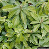 pachysandra-terminalis