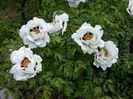 Paeonia_suffruticosa