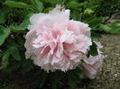 Paeonia_suffruticosa_cv3