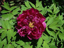 Paeonia_suffruticosa_JAY
