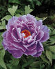 Paeonia_suffruticosa_Kamatanishiki