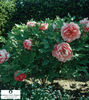 Paeonia-suffruticosa__8676 (1)
