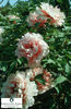Paeonia-suffruticosa-Jeanne-dArc__8675