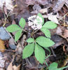 Panax_trifolius_Bald_Mt_May_2-8,_2011_017_web_resized