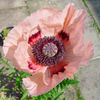 Papaver%20