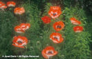 Papaver%20orientale%20
