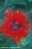 Papaver%20orientale%20