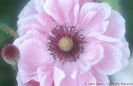 Papaver%20rhoeas%20