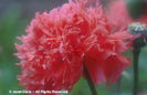 Papaver%20somniferum%20