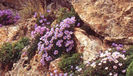 Paraquilegia_anemonoides_variations_c