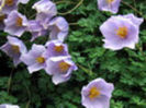 Paraquilegia_microphylla_c_Sun_Huangx