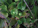 Parnassia_asarifolia_leaves_web