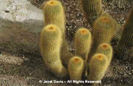 Parodia%20leninghausii