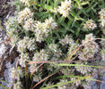 Paronychia_argyrocoma_Silverling_8.10_flowers_WEB_