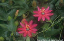 Passiflora%20