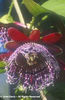 Passiflora%20quadrangularis%20