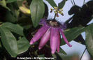 Passiflora%20x%20violacea