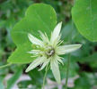Passiflora_lutea_flower_Wilmington_7.17_.11_web__resized