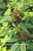 Pavonia%20multiflora