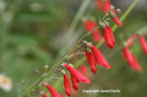 Penstemon%20barbatus%20