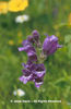 Penstemon%20cobaea_%20var_%20purpureus