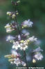 Penstemon%20digitalis%20
