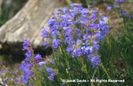 Penstemon%20hallii
