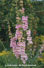 Penstemon%20palmeri
