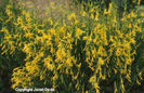 Penstemon%20pinifolius%20
