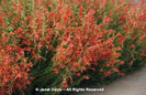 Penstemon%20pinifolius