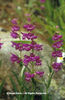 Penstemon%20'Prairie%20Dusk'