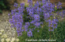 Penstemon%20spatulatus