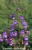 Penstemon%20spectabilis