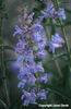 Penstemon%20strictus