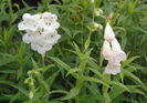penstemon