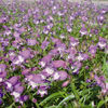 penstemon_carillo_purple_pop-up