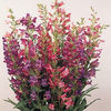 penstemon_rondo_3