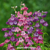 penstemon_sunburst_colours_