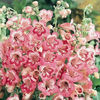 penstemon_tubular_bells_rose_3