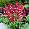 penstemon_tubular_bells_wine_red_white_throat_3