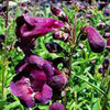 penstemon-burgundy-brew