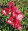 penstemon-firebird