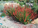 Penstemon-Firecracker,_Penstemon_eatonii_May_2005