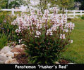 penstemon-husker-red